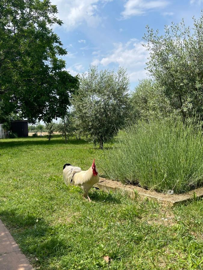 Agriturismo Monteroseo Bedizzole Esterno foto