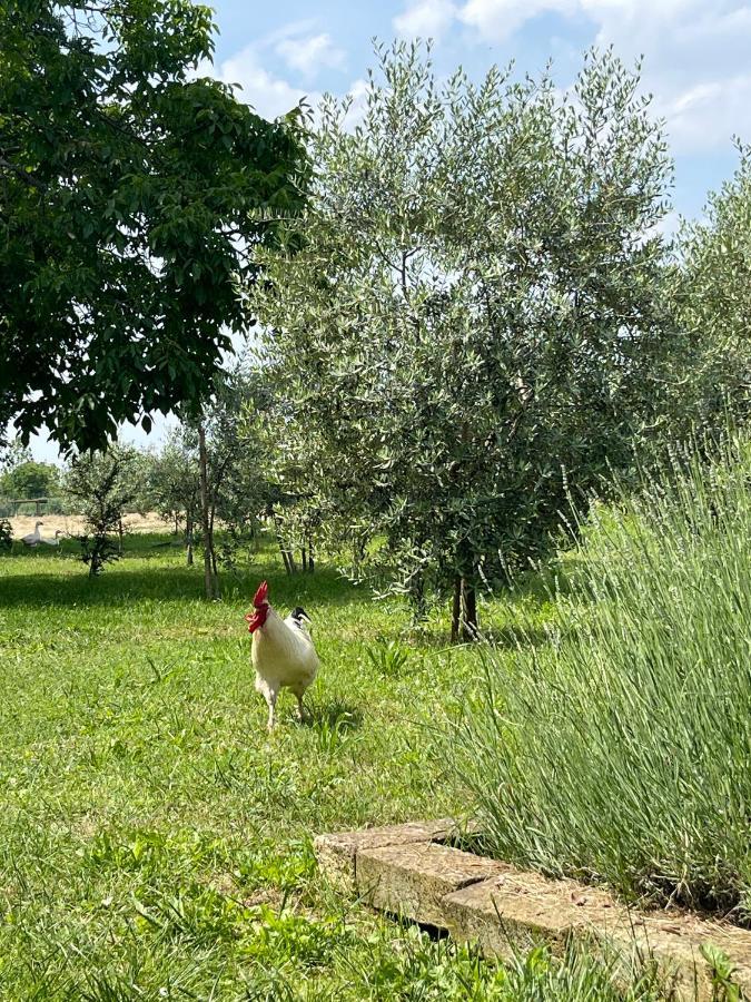 Agriturismo Monteroseo Bedizzole Esterno foto
