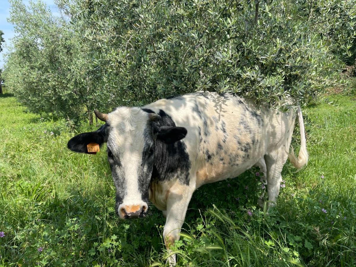 Agriturismo Monteroseo Bedizzole Esterno foto