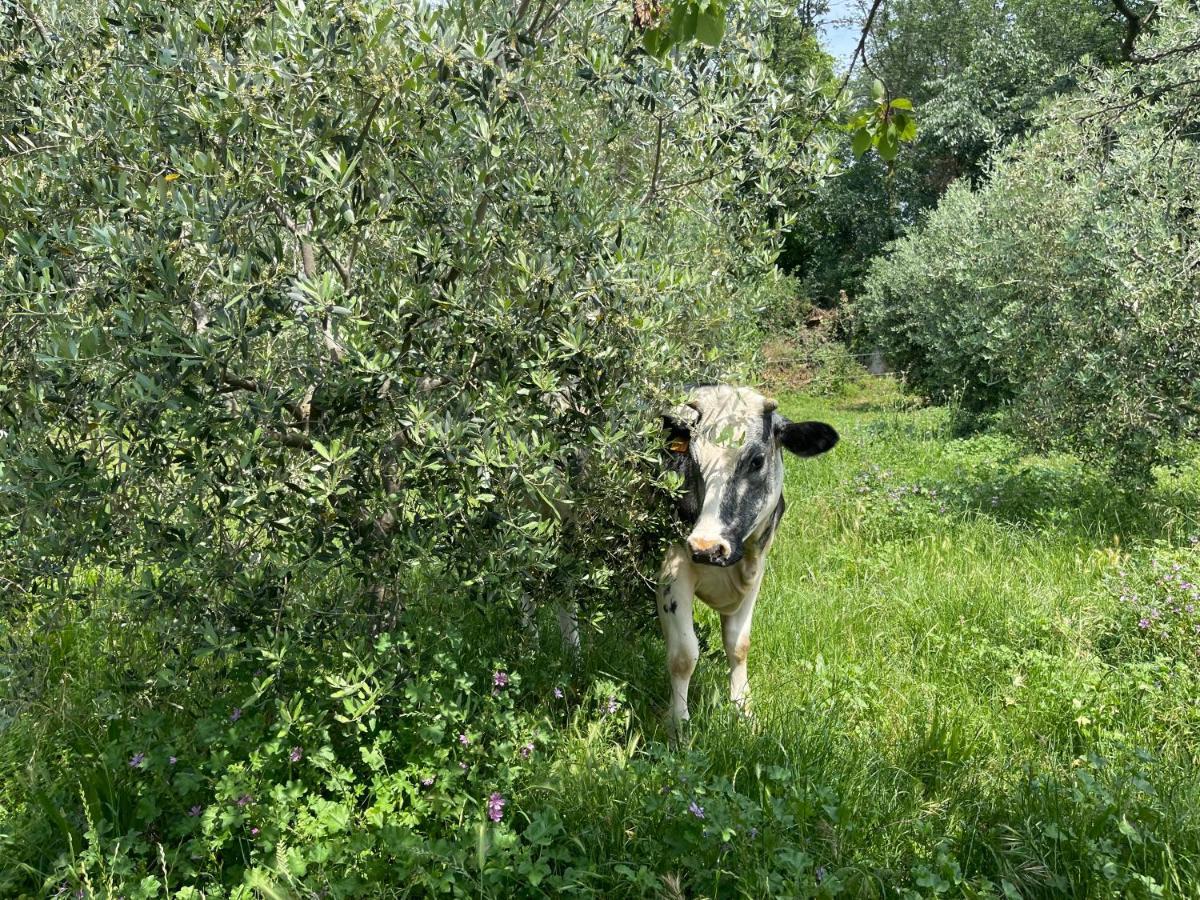 Agriturismo Monteroseo Bedizzole Esterno foto